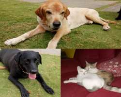 Pandey is an animal lover and has two Labrador, one cat and kitten in her home.